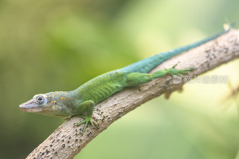 豹变色龙或瓜德罗普变色龙(Anolis marmoratus)坐在丛林中的一个小树枝上